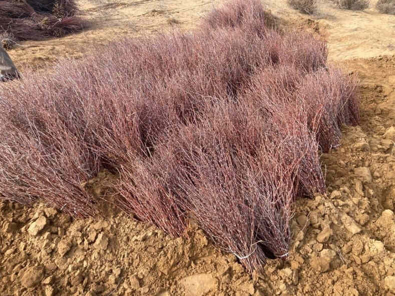 Укоренение культур на опустыненных землях